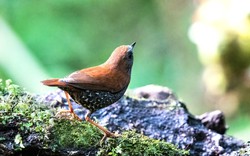 "Chớp" được hình ảnh chưa từng có về "kho báu sống" hiếm bậc nhất Việt Nam