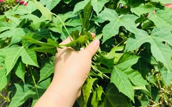 Việt Nam có loại rau cực bổ dưỡng, được giới khoa học khen ngợi hết lời: Tiếc là ít người biết để ăn