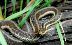 5 dấu hiệu nhận biết ngôi nhà "hút rắn"