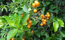 5 loại cây không nên trồng ở trước cửa nhà, gia chủ cố tình trồng thì hậu quả khôn lường