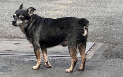 Cấp "căn cước" định danh để giám sát vật nuôi?