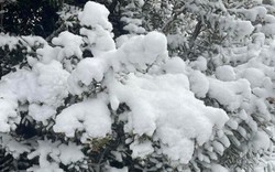 Nơi vừa có tuyết rơi hiếm có sau gần 20 năm!