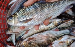 6 loại cá thịt mềm ngon, lại không chứa thủy ngân hại gan thận