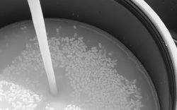 Nấu cơm bằng loại nước trắng đục này tốt gấp vạn lần nước lọc: Cơm ngon, dưỡng da, ngừa nhiều bệnh tật