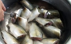 Ăn cá theo cách này, nhiều người bị tổn thương gan: Bác sĩ cảnh báo