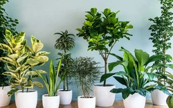 5 loại cây "nuốt" bụi mịn, lọc không khí tốt nhất được khuyên trồng trong nhà năm 2026