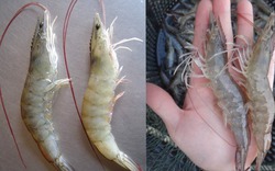 Mua tôm, cứ học thuộc mẹo này là biết tôm tươi hay tôm bơm hóa chất