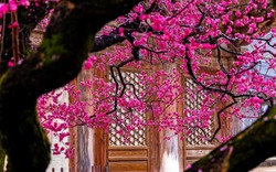 Chỉ cần 4 cây này còn xanh trong nhà: Công danh vượng phát, con cháu dễ thành tài