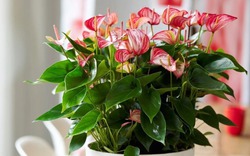 Tết rước 1 chậu cây này về nhà: Vận tiền bạc, chức vị đều "lên hương"