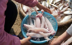 Loại cá da trơn, không có vảy, ít xương, nhiều ở vùng Thanh Hóa, Nghệ An, Hà Tĩnh: Nhiều chất mà lại rẻ