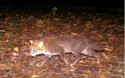 Tưởng biến mất vĩnh viễn, loài mèo này bất ngờ lộ diện sau gần 30 năm