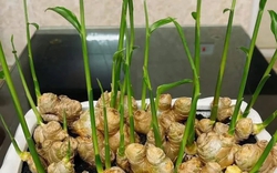 3 loại cây nên trồng vào năm 2026: Vừa làm thuốc quý vừa hút sinh khí, tài lộc vào nhà