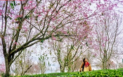 Hàng trăm "nàng thơ" chen chân check-in với hoa mai anh đào nở sớm ở Đà Lạt