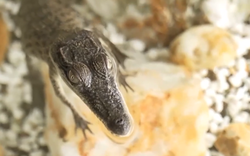 Nuôi cá sấu làm thú cưng - thú vui mới tại Australia