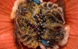 Thực phẩm duy nhất trên thế giới KHÔNG có ngày HẾT HẠN