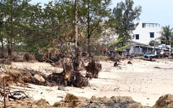 Sóng 'ngoạm' bật gốc phi lao, phá tan hoang bãi biển đẹp nhất Quảng Ngãi