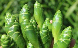 Thứ hoa tưởng vô dụng, không ngờ là món ăn lạ thơm ngon, bất ngờ gây sốt