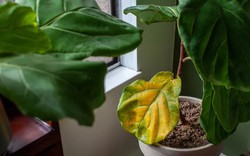 7 loại cây có cho cũng không nên trồng trong nhà