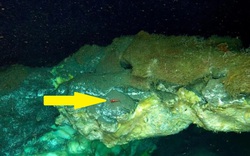 Phát hiện bí mật chưa từng có dưới đáy biển sâu 3.640m ở Greenland