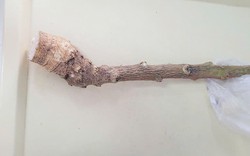 Dùng cây lạ chữa bệnh theo lời truyền miệng, 2 người suýt chết