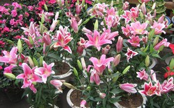 Người xưa dặn: 4 loại hoa chỉ nên để ngoài hiên – mang vào phòng khách là “tán khí, thất lộc”, tài vận xuống dốc lúc nào không hay