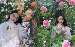 Từng là mỹ nhân thị phi, giờ là “bà chủ nông trại nhỏ”: Trương Hinh Dư khoe vườn hoa, vườn rau đẹp như tranh Monet khiến chị em phát sốt