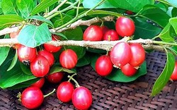 Ký ức tuổi thơ qua loại quả mang hương vị đặc trưng, đỏ au nhìn siêu hấp dẫn