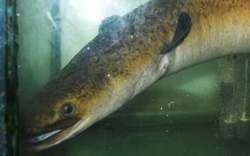 "Thủy quái" dưới lòng sông Đà được ví như "nhân sâm nước", đại gia chi 45 triệu đồng để sở hữu