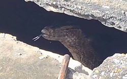 Nhìn ra bãi đất trống, người dân sốc nặng khi thấy cảnh đáng sợ