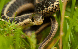 11 loại cây đuổi rắn tốt nhất: Loại cuối cùng quá chuẩn, rắn độc cũng phải sợ