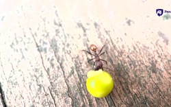 Phát hiện ở sân sau nhà của một cậu bé 8 tuổi đã thực sự thay đổi khoa học mãi mãi