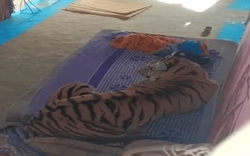 Hổ dữ vồ ngã người đàn ông rồi vào nhà dân nằm lên giường