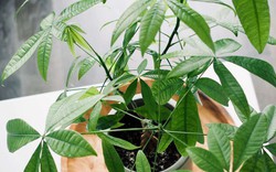 Loại cây được vinh danh là “Cây của năm 2026”: Tượng trưng cho tài lộc, lọc không khí cực đỉnh