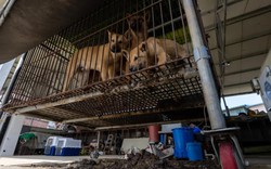 Gần 80% cơ sở nuôi chó lấy thịt tại Hàn Quốc đã đóng cửa