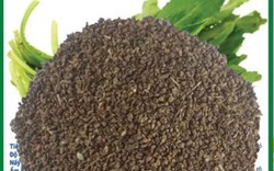 Ai bị mỡ máu cứ dùng hạt này, chỉ 5 nghìn một nắm, từ lá đến rễ đều là thuốc quý