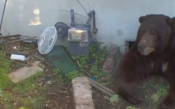 Ở cùng gấu khổng lồ 30 ngày, người đàn ông kể lại trải nghiệm ám ảnh