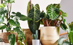 5 loại cây “gọi” may mắn đến nhà: Rất phù hợp để trưng dịp đầu năm mới
