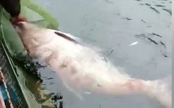 Bắt được "Quái ngư" dưới lòng hồ thủy điện Na Hang: Kích thước cực kỳ hiếm gặp