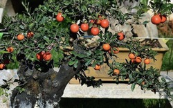 Phát ghen với nhà nào trồng 4 cây này: Hoa thơm quả đẹp, ví như "vàng ròng trời ban"