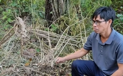 Voi rừng áp sát khu dân cư, tấn công voi nhà ở Đắk Lắk