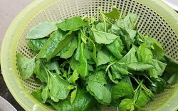 Loại rau dại xưa cho lợn ăn, nay thành đặc sản: Bổ như thuốc quý, có tiền chưa chắc mua được