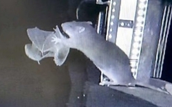 Phát hiện rợn người về hành vi săn mồi mới của chuột