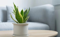 7 loại cây có khả năng hút khí độc, lọc sạch 85% không khí trong 24h, nên trồng ngay trong những ngày ô nhiễm nặng