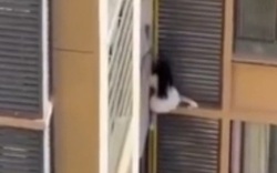 Người phụ nữ trèo ra khỏi cửa sổ căn hộ chung cư khiến hàng xóm sốc nặng