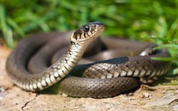 5 cây dụ rắn vào nhà, ai đang trồng thì CẢNH GIÁC