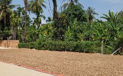 Cứu tinh từ châu Phi đổ bộ giúp Việt Nam xuất khẩu bỏ xa cả thế giới: Nước ta chi hàng tỷ USD mỗi năm để mua hàng, được người Mỹ cực kỳ ưa chuộng