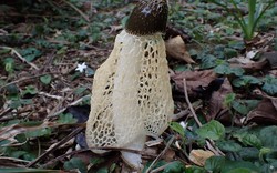 "Kho báu" sinh học chỉ tồn tại 10 giờ: Các nhà khoa học Việt Nam và Nga phát hiện ở Bái Tử Long