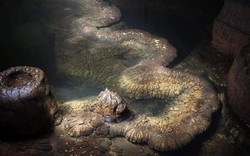 Phát hiện “rồng thật” dài 13 mét trong 1 hang động, chuyên gia: “Nó đã tồn tại ít nhất hàng trăm triệu năm”