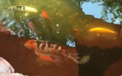 Đàn cá Koi bị ăn thịt, người phụ nữ sốc nặng khi biết "thủ phạm"