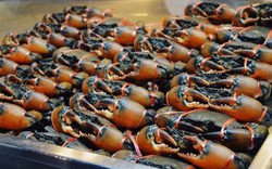 Kho báu dưới nước của Việt Nam 'bơi' sang Mỹ, Nhật Bản siêu đắt hàng: xuất khẩu tăng khủng hơn 600%, chất lượng vượt trội hàng đầu thế giới